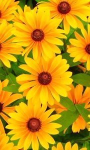 Preview wallpaper rudbeckia, flowers, bright, yellow