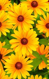 Preview wallpaper rudbeckia, flowers, bright, yellow