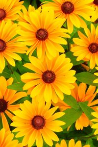 Preview wallpaper rudbeckia, flowers, bright, yellow