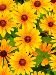 Preview wallpaper rudbeckia, flowers, bright, yellow