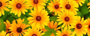 Preview wallpaper rudbeckia, flowers, bright, yellow