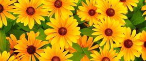 Preview wallpaper rudbeckia, flowers, bright, yellow