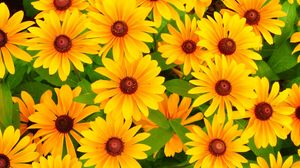 Preview wallpaper rudbeckia, flowers, bright, yellow