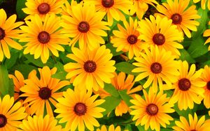 Preview wallpaper rudbeckia, flowers, bright, yellow