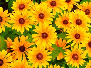 Preview wallpaper rudbeckia, flowers, bright, yellow