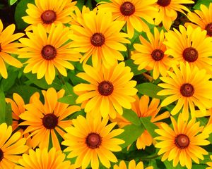 Preview wallpaper rudbeckia, flowers, bright, yellow