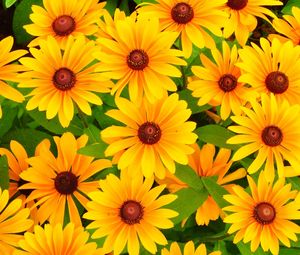 Preview wallpaper rudbeckia, flowers, bright, yellow