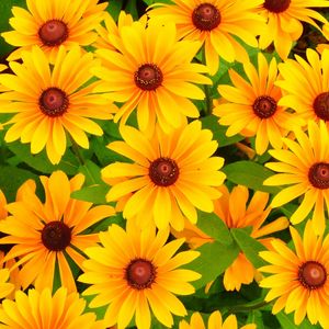 Preview wallpaper rudbeckia, flowers, bright, yellow