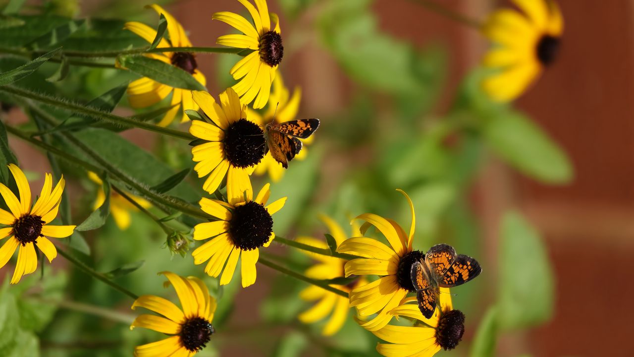 Wallpaper rudbeckia, flowers, butterflies, macro