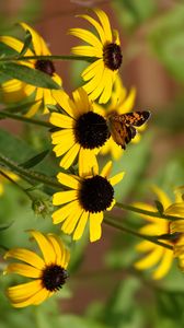 Preview wallpaper rudbeckia, flowers, butterflies, macro