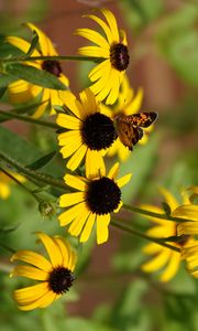 Preview wallpaper rudbeckia, flowers, butterflies, macro