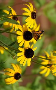 Preview wallpaper rudbeckia, flowers, butterflies, macro