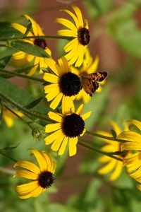 Preview wallpaper rudbeckia, flowers, butterflies, macro