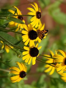 Preview wallpaper rudbeckia, flowers, butterflies, macro