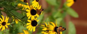 Preview wallpaper rudbeckia, flowers, butterflies, macro