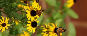 Preview wallpaper rudbeckia, flowers, butterflies, macro