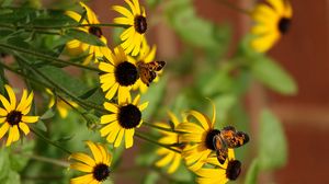 Preview wallpaper rudbeckia, flowers, butterflies, macro