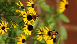 Preview wallpaper rudbeckia, flowers, butterflies, macro