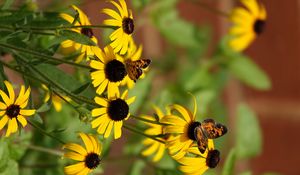 Preview wallpaper rudbeckia, flowers, butterflies, macro