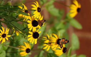 Preview wallpaper rudbeckia, flowers, butterflies, macro