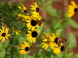 Preview wallpaper rudbeckia, flowers, butterflies, macro