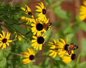 Preview wallpaper rudbeckia, flowers, butterflies, macro