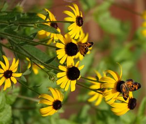 Preview wallpaper rudbeckia, flowers, butterflies, macro