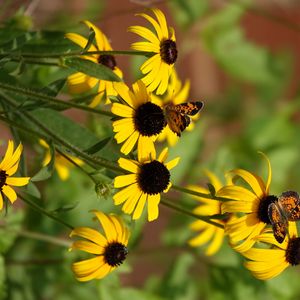 Preview wallpaper rudbeckia, flowers, butterflies, macro