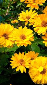 Preview wallpaper rudbeckia, flowers, flowerbed, green