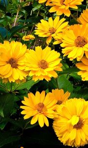 Preview wallpaper rudbeckia, flowers, flowerbed, green