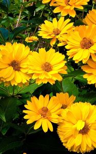 Preview wallpaper rudbeckia, flowers, flowerbed, green