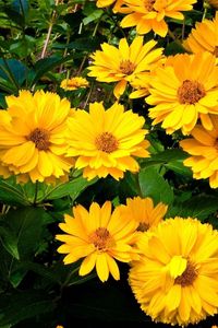 Preview wallpaper rudbeckia, flowers, flowerbed, green