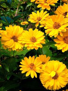 Preview wallpaper rudbeckia, flowers, flowerbed, green