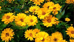 Preview wallpaper rudbeckia, flowers, flowerbed, green