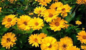 Preview wallpaper rudbeckia, flowers, flowerbed, green