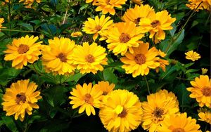 Preview wallpaper rudbeckia, flowers, flowerbed, green