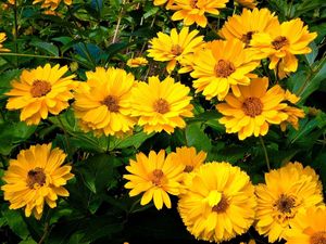 Preview wallpaper rudbeckia, flowers, flowerbed, green