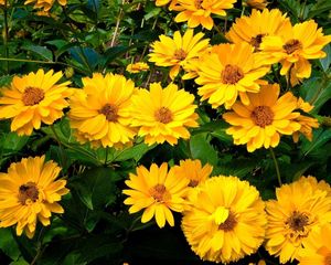 Preview wallpaper rudbeckia, flowers, flowerbed, green