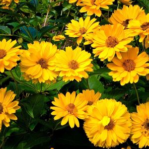 Preview wallpaper rudbeckia, flowers, flowerbed, green