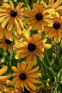 Preview wallpaper rudbeckia, flowers, flowerbed, blurring