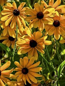 Preview wallpaper rudbeckia, flowers, flowerbed, blurring