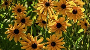 Preview wallpaper rudbeckia, flowers, flowerbed, blurring