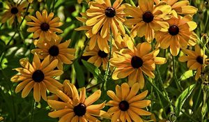 Preview wallpaper rudbeckia, flowers, flowerbed, blurring