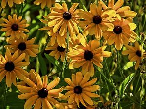 Preview wallpaper rudbeckia, flowers, flowerbed, blurring