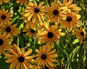 Preview wallpaper rudbeckia, flowers, flowerbed, blurring