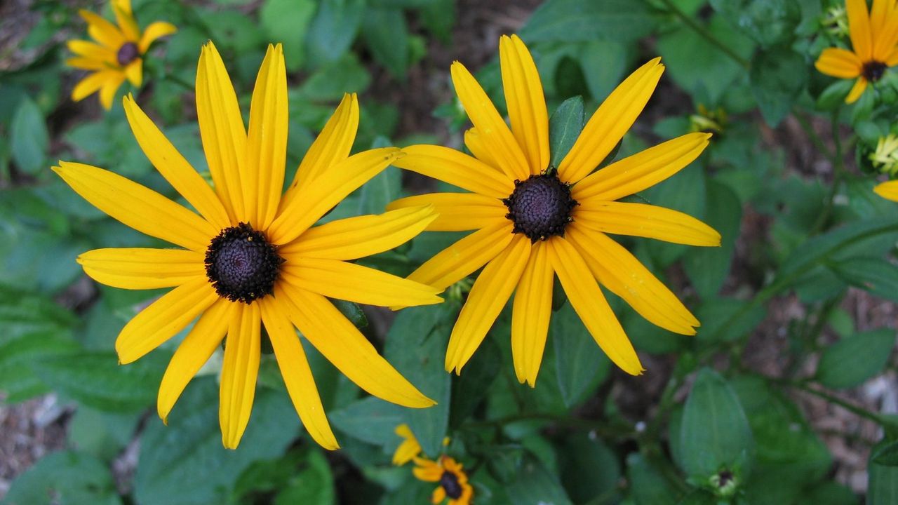 Wallpaper rudbeckia, flowers, flowerbed, green, close-up