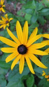 Preview wallpaper rudbeckia, flowers, flowerbed, green, close-up