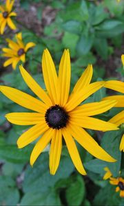 Preview wallpaper rudbeckia, flowers, flowerbed, green, close-up