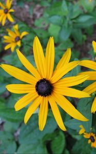 Preview wallpaper rudbeckia, flowers, flowerbed, green, close-up