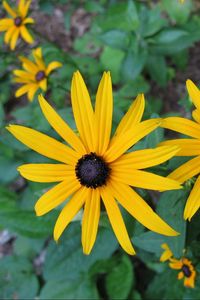 Preview wallpaper rudbeckia, flowers, flowerbed, green, close-up